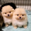 Evlat edinilmek zere pomeranian puppies 42610