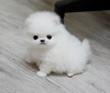 Evlat edinilmek zere pomeranian puppies   27519