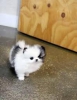 Evlat edinilmek zere pomeranian puppies 14791