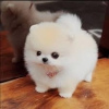 Evlat edinilmek zere pomeranian puppies  33159