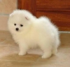 Evlat edinilmek zere pomeranian puppies  37938