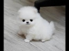 Evlat edinilmek zere pomeranian puppies 35686