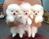 Evlat edinilmek zere pomeranian puppies 32847