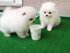 Evlat edinilmek zere pomeranian puppies 12935