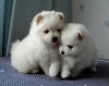 Evlat edinilmek zere pomeranian puppies 46480