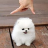 Evlat edinilmek zere pomeranian puppies 41352