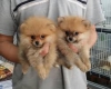 Evlat edinilmek zere pomeranian puppies 12613