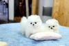 Evlat edinilmek zere pomeranian puppies 29291