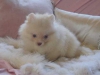 Evlat edinilmek zere pomeranian puppies 30355