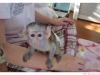 Evlat edinilmesi iin bir dii bebek capuchin maymunumuz var