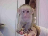 Evlat edinme iin bu bebek capuchin maymunu ile ilgileniyoru