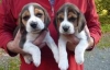 Evlat edinme iin byleyici beagle yavrusu