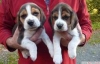 Evlat edinme iin byleyici beagle yavrusu