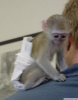 Evlat edinme iin capuchin monkey   13 haftalk beyaz yzl