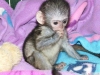 Evlat edinme iin capuchin monkey   13 haftalk beyaz yzl