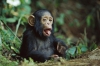Evlat edinme iin charming empanze maymun