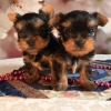 Evlat edinme iin ckc/akc yorkie puppies