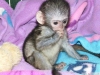 Evlat edinme iin evde eitimli bebek capuchin maymunlar