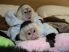 Evlat edinme iin gzel capuchin maymunlar.