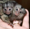 Evlat edinme iin gzel erkek ve kz bebek capuchin maymunla