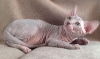 Evlat edinme iin gzel sphynx yavru kedi