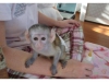 Evlat edinme iin harika gzel capuchin maymunuu