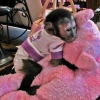 Evlat edinme iin harika sevimli capuchin maymunu//
