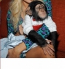 Evlat edinme iin ince cilt sevimli bebek empanze maymunlar