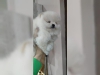 Evlat edinme iin iyi grnml pomeranian puppies