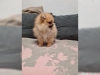 Evlat edinme iin iyi grnml pomeranian puppies