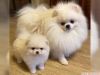 Evlat edinme iin iyi grnml pomeranian puppies