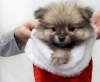 Evlat edinme iin iyi grnml pomeranian puppies