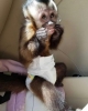 Evlat edinme için muhtesem bebek capuchin maymunlari.