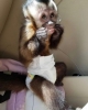 Evlat edinme iin muhtesem bebek capuchin maymunlari.