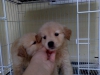 Evlat edinme iin safkan golden retriever yavrular