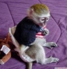 Evlat edinme iin salk capuchin maymunu   evlat edinilecek