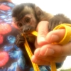 Evlat edinme iin salkl capuchin maymunlar