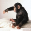 Evlat edinme iin salkl sevimli chimpazee maymunlar