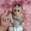 Evlat edinme iin sevimli bebek erkek ve dii capuchin maymu