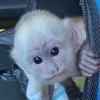 Evlat edinme iin sevimli capuchin bebekleri