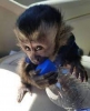 Evlat edinme için sevimli capuchin bebekleri