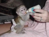 Evlat edinme iin sevimli kk capuchin maymunu