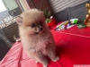 Evlat edinme için sevimli pomeranian yavruları