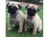 Evlat edinme iin sevimli pug yavrular