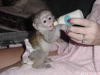 Evlat edinme iin sevimli ve gzel bebek capuchin maymunlar