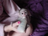 Evlat edinme iin sevimli ve sevimli capuchin maymunlar