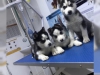 Evlat edinme iin sevimli ve sevimli sibirya husky yavrular