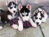 Evlat edinme iin siberian husky