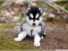 Evlat edinme iin siberian husky