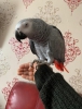 Evlat edinme iin smbl macaws